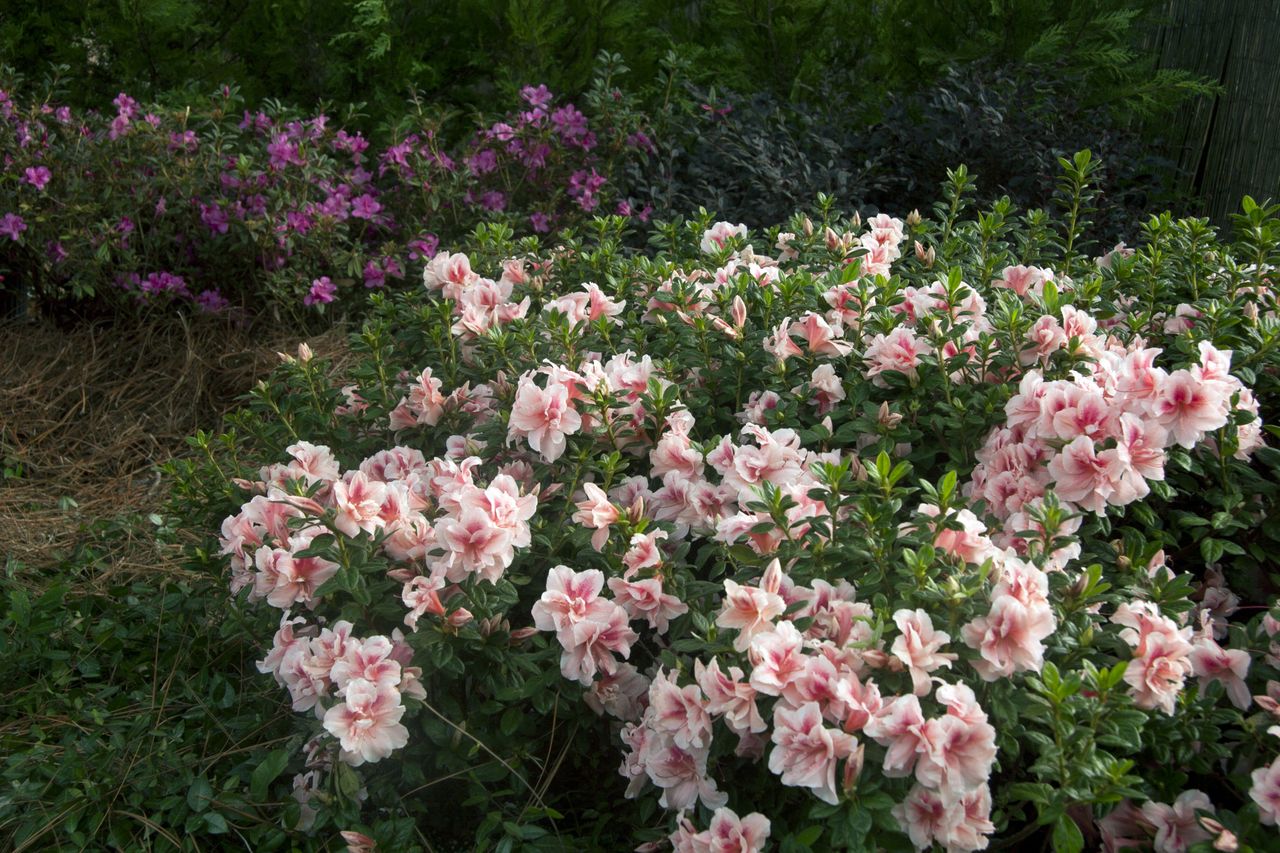 Autumn Belle Encore Azalea
