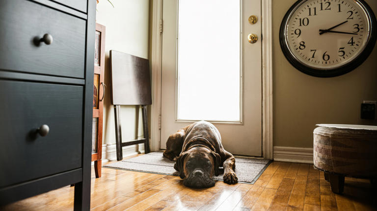 How to choose a doormat that can actually handle life with dogs