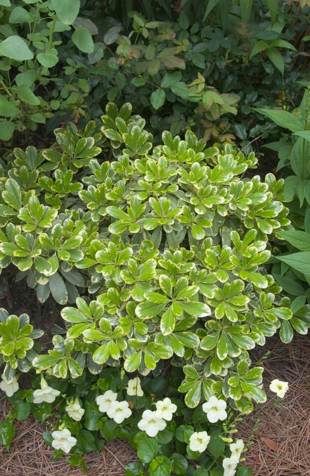 Mojo® Pittosporum