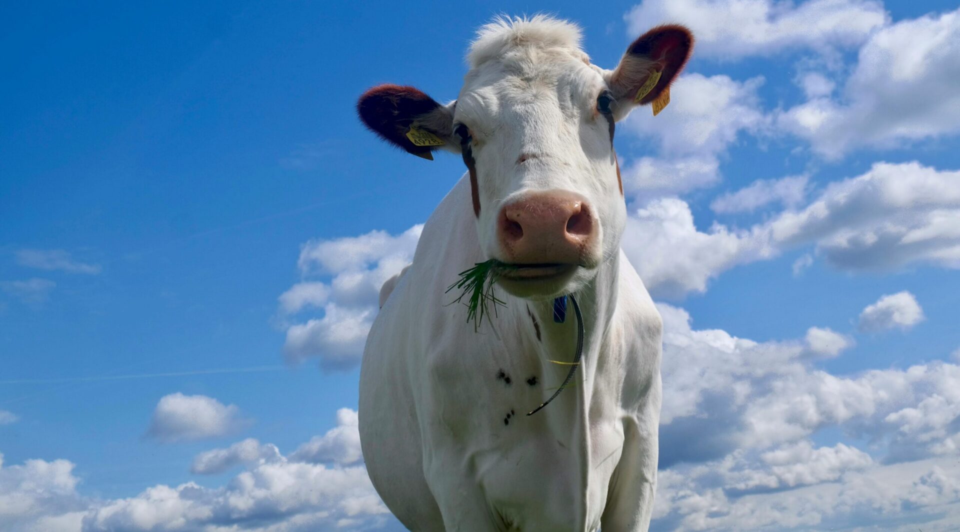 Why 'grass-fed' labels may be misleading consumers