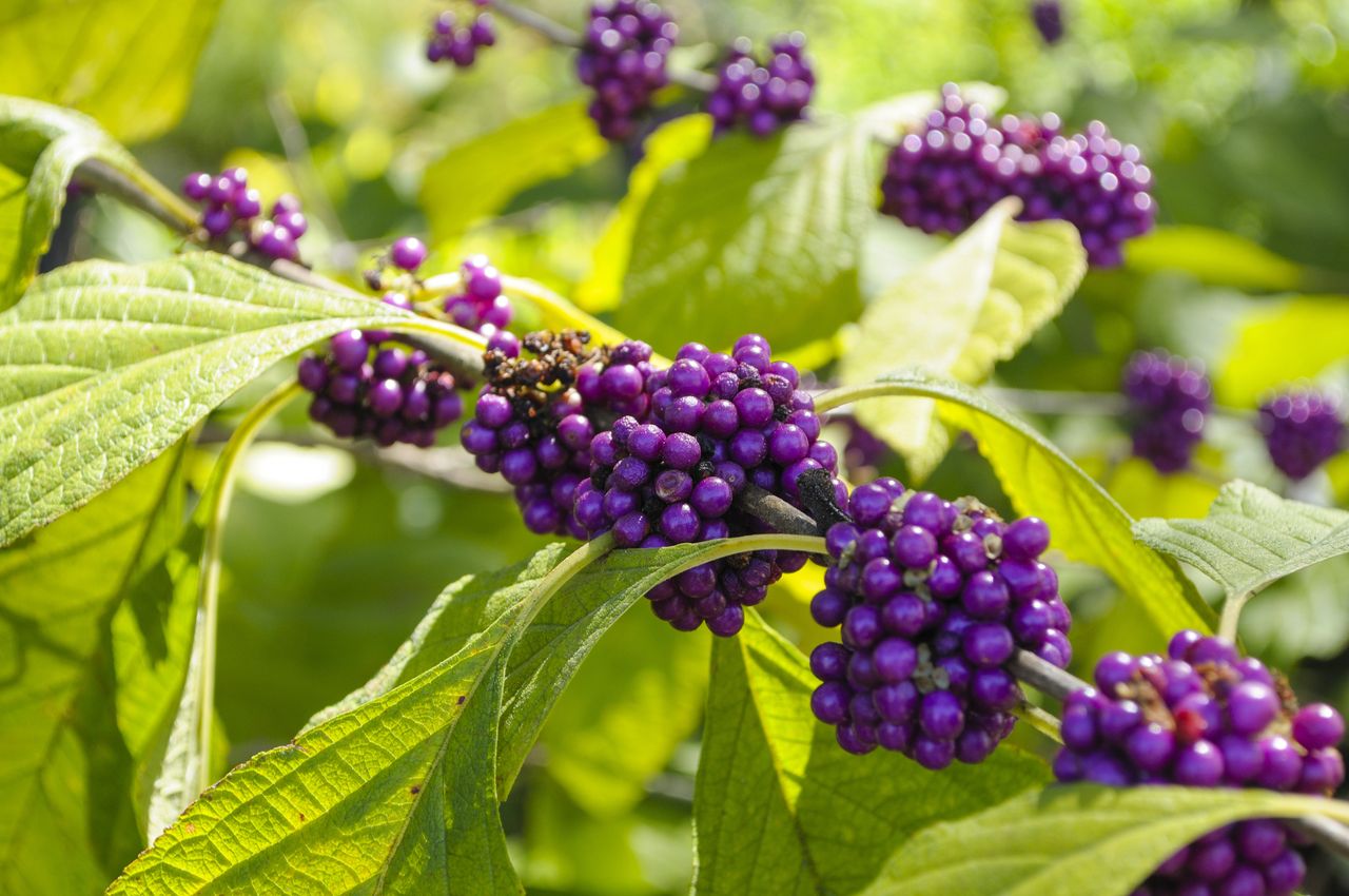 Callicarpa americana