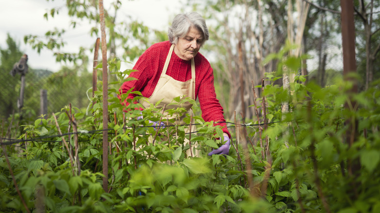 Prune your fall-bearing raspberries like this for a faster bounce-back