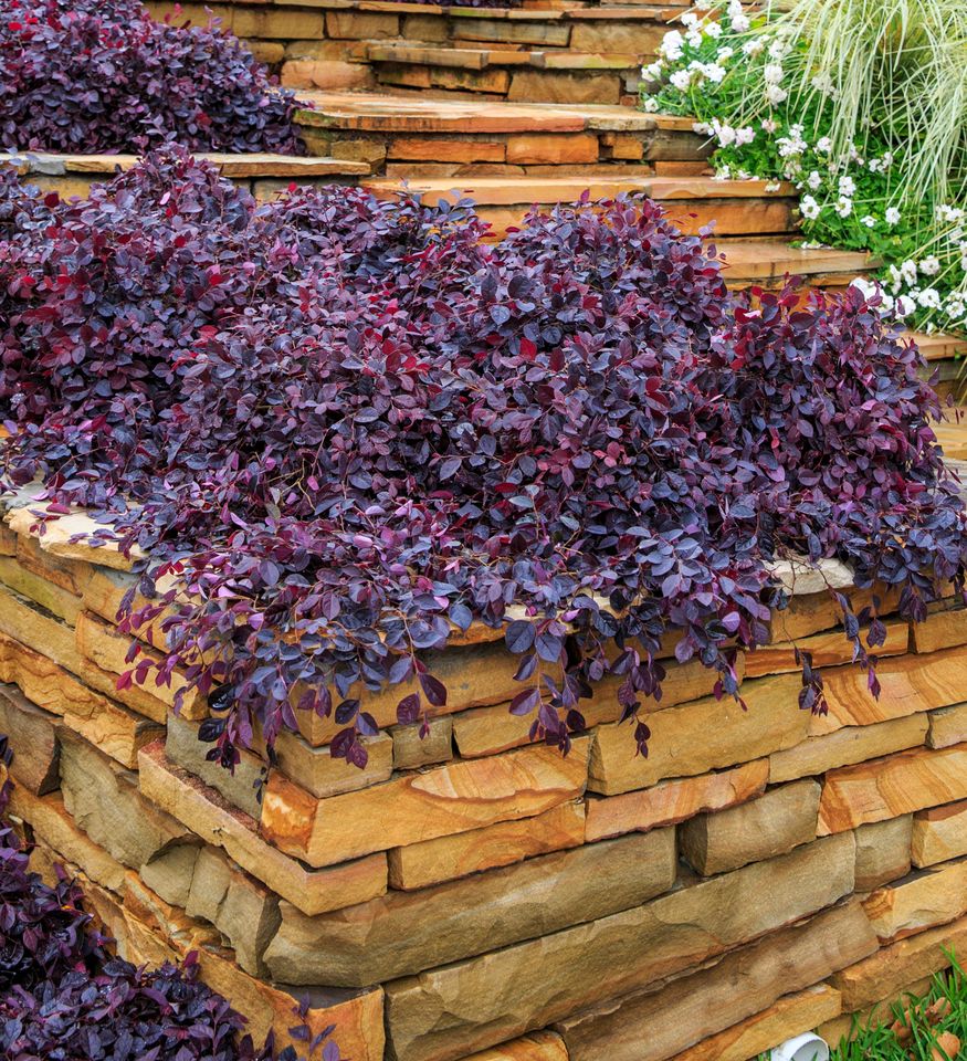 Purple Pixie® Loropetalum