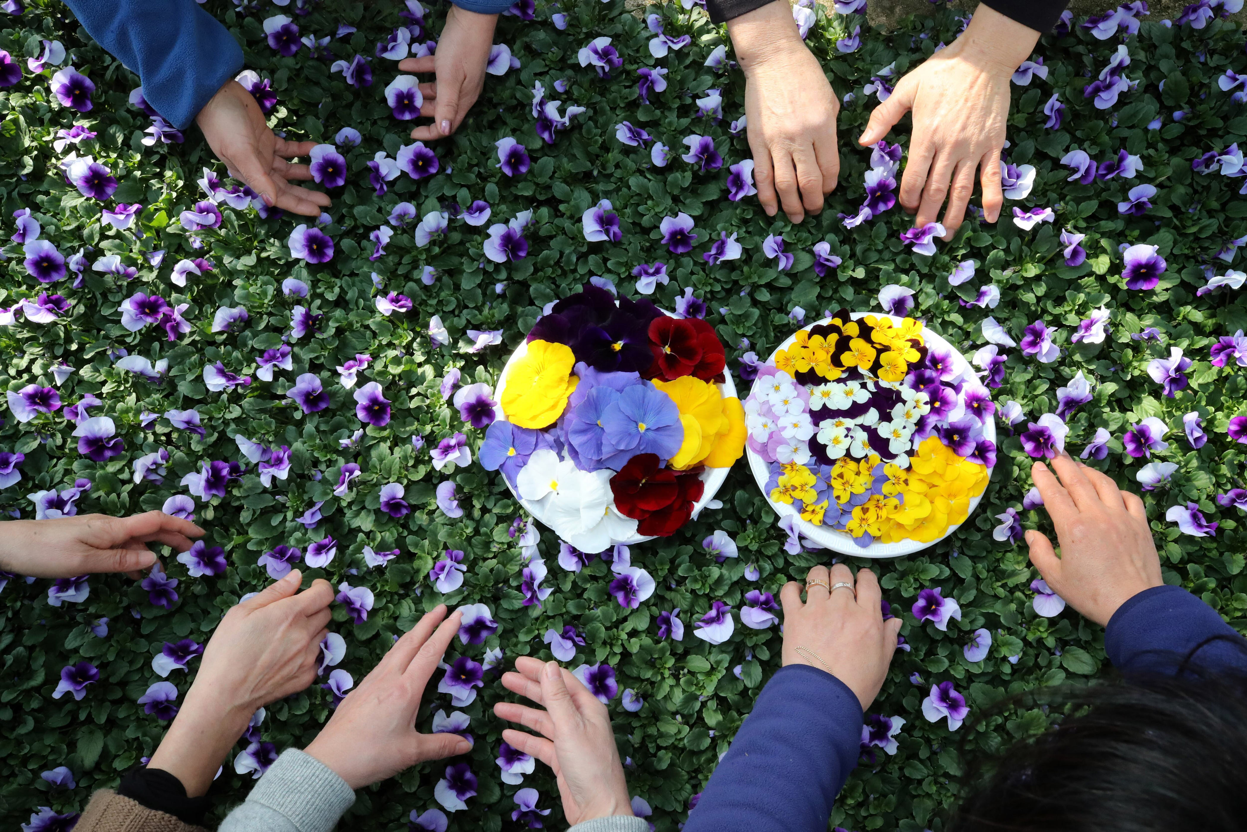 Spring flowers ready for urban planting