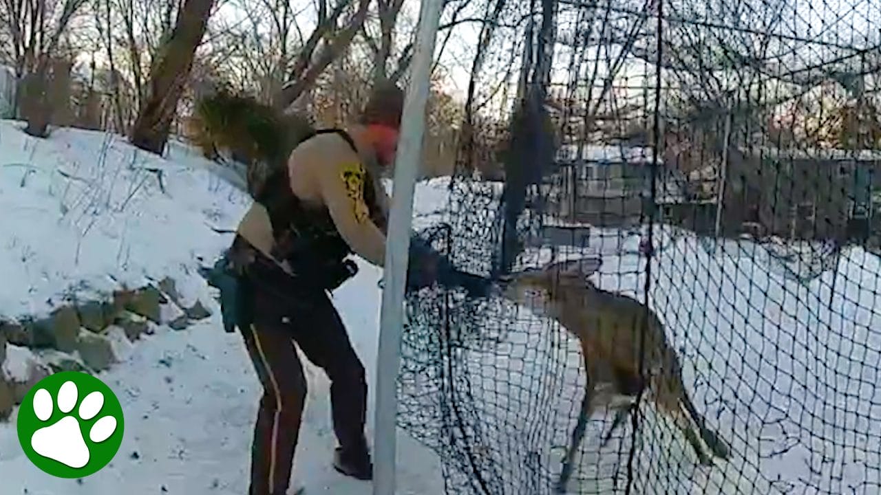 Officer tries to save deer but it quickly turns into a wrestling match<br><br>