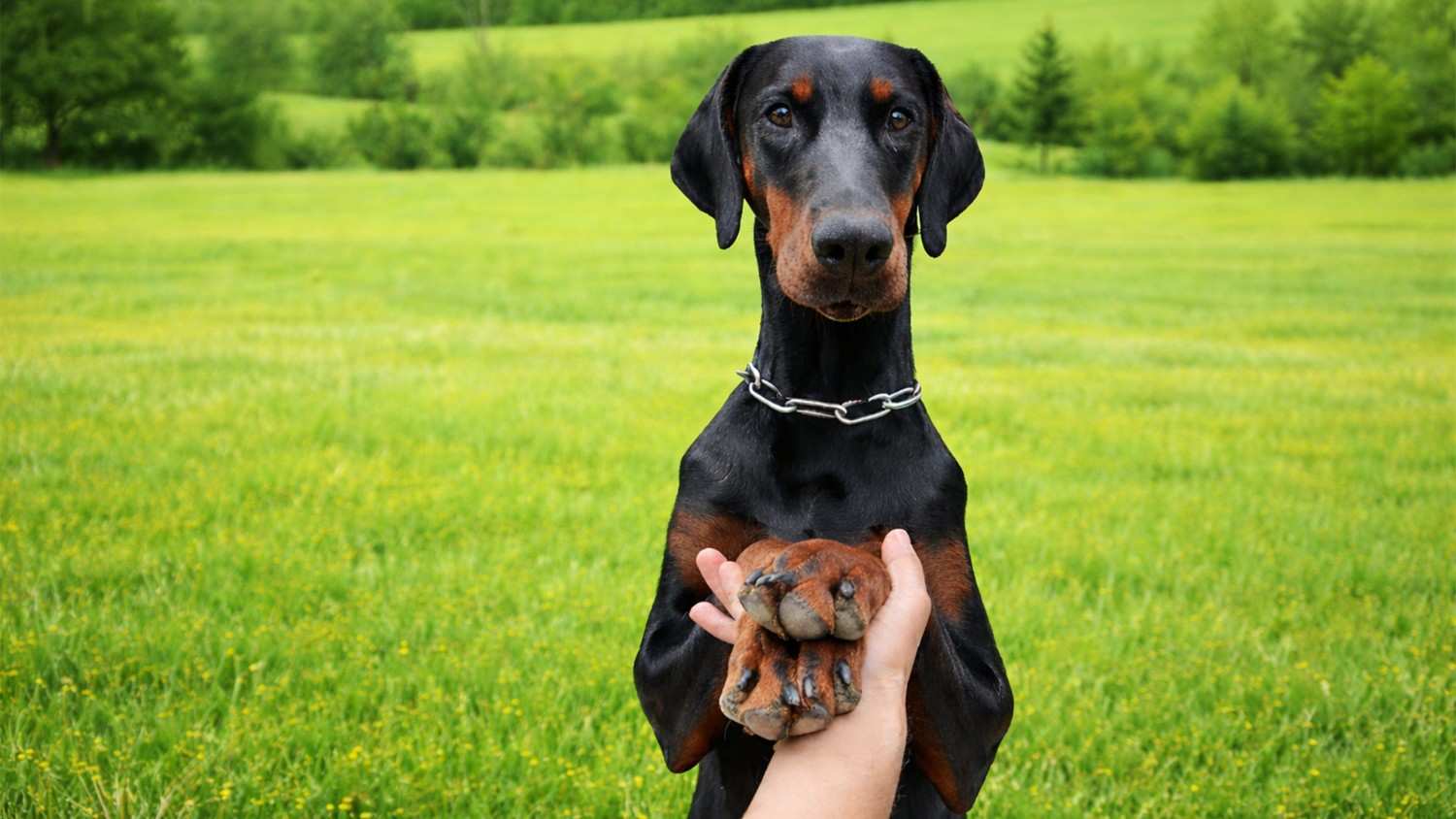 The first 365 days with my puppy