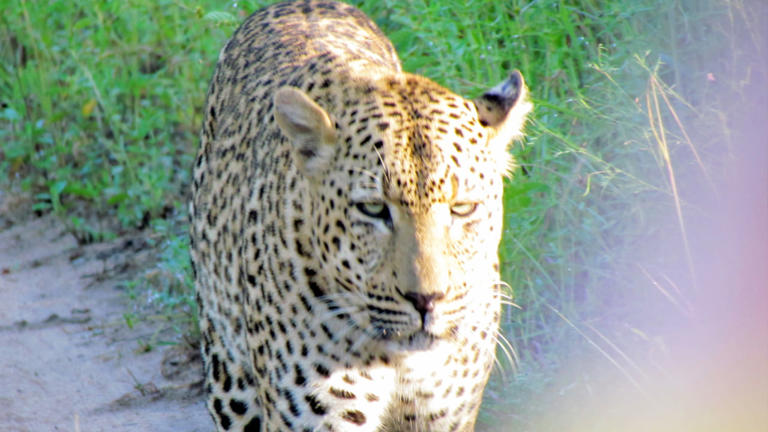 Leopard: చిరుత ఎదురుపడినప్పుడు ఏం చేయాలి?