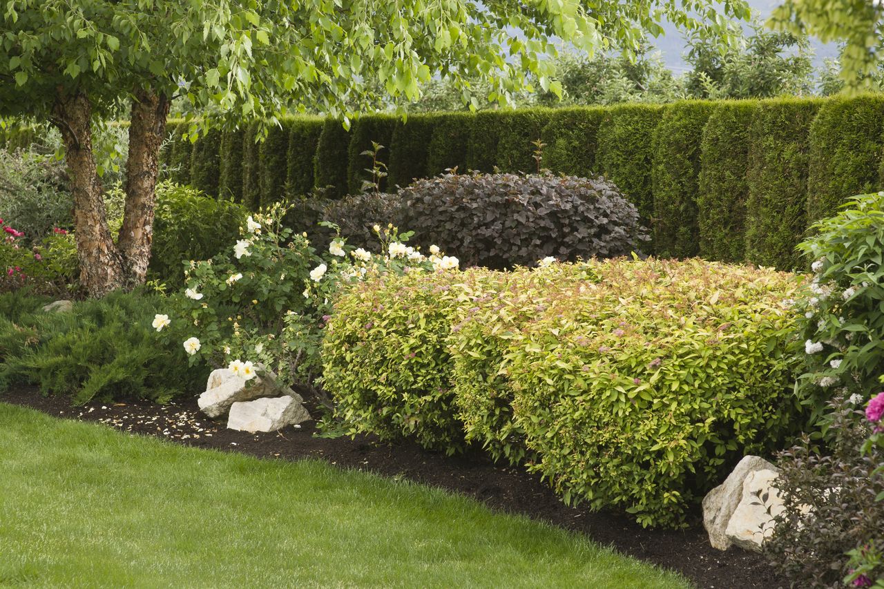 Clipped spirea (Spirea) 'Gold Mound' and ninebark (Physocarpus opulifolius) 'Diablo'