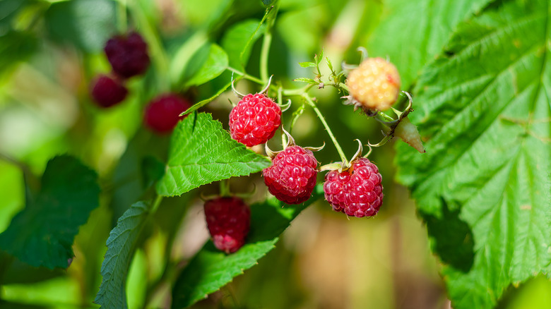 Prune your fall-bearing raspberries like this for a faster bounce-back