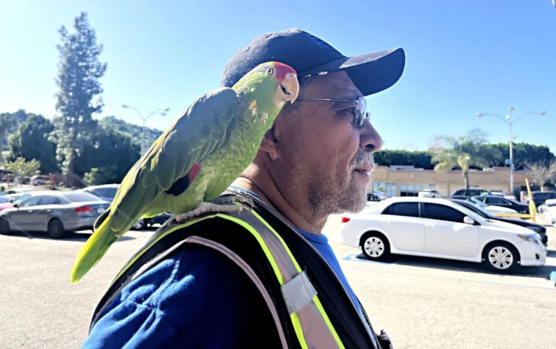 Meet Pepe the parrot of Hermon. Your friendly neighborhood bird