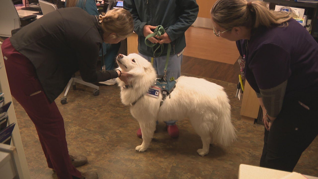 Therapy dog brings cheer and comfort to patients in Colorado hospital