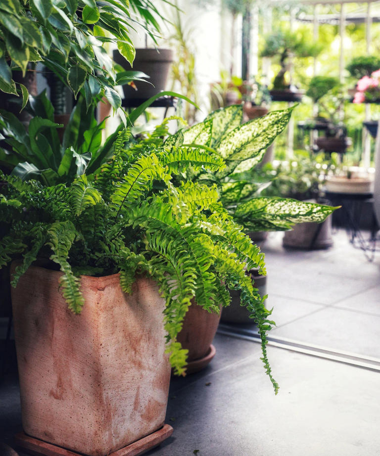 Where to place a Boston fern for grounding and healing energy ...