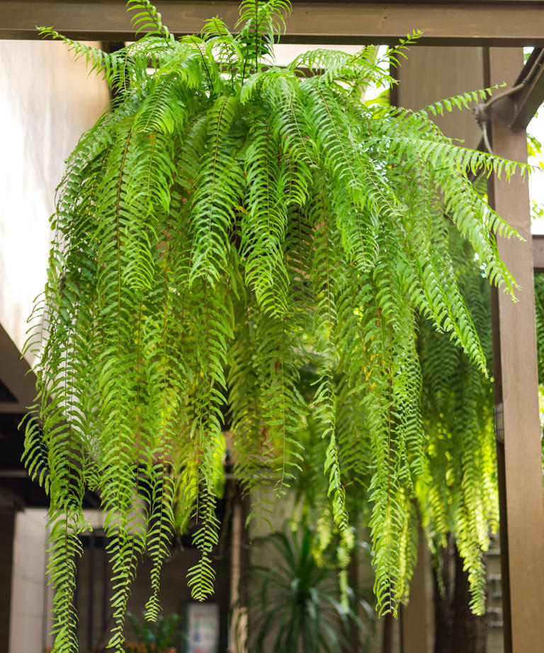Where to place a Boston fern for grounding and healing energy ...