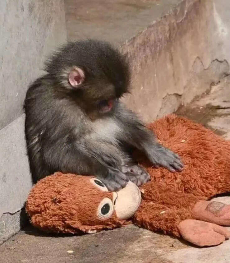 After weeks of rejection, viral baby monkey Punch has a bodyguard now