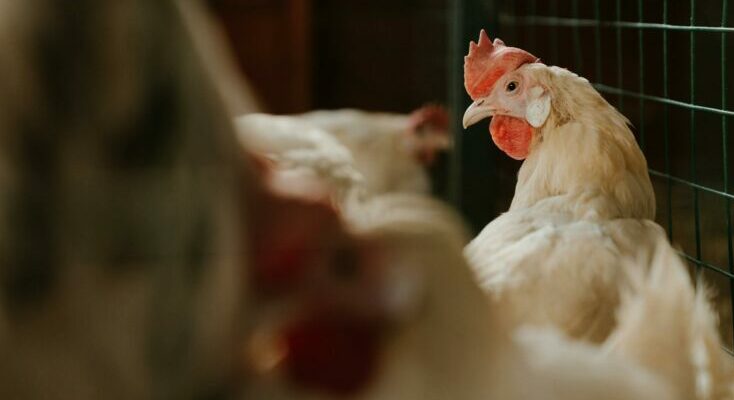 State mobilizes as avian flu cases surge<br>