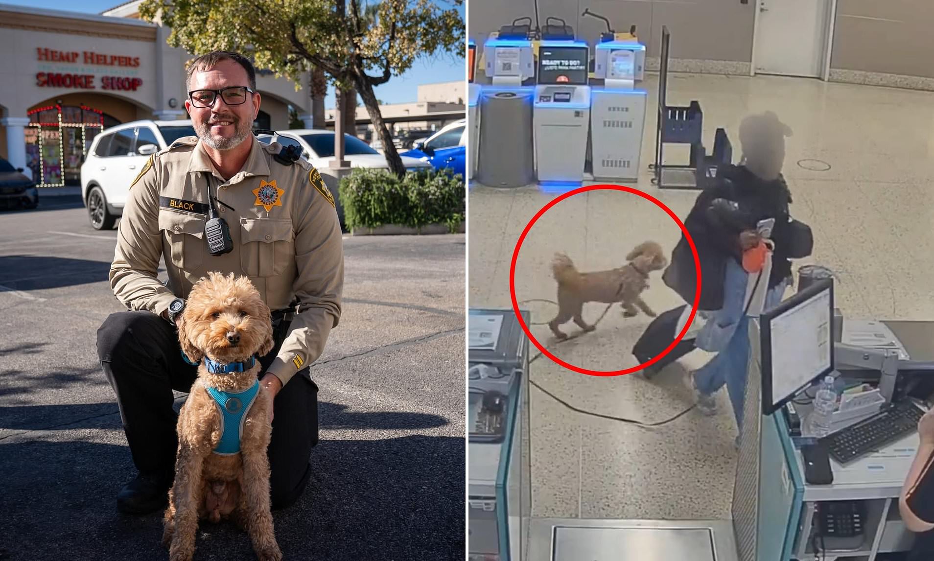 Sweet puppy named Jet Blue after cruel owner abandoned her at airport ...