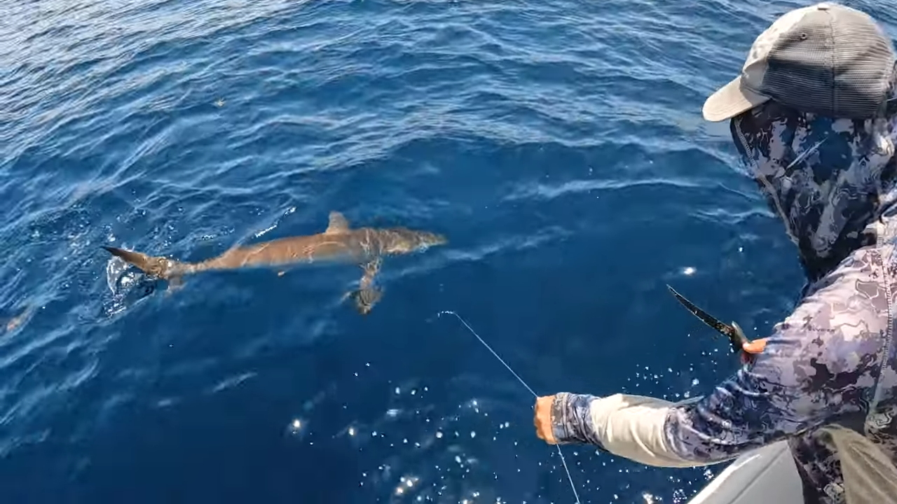 You either move or lose everything – fishing while sharks circle below