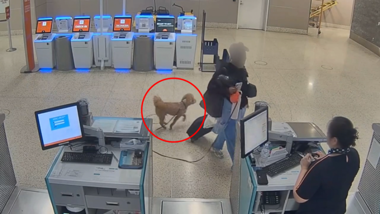 Woman arrested for abandoning dog at Las Vegas airport