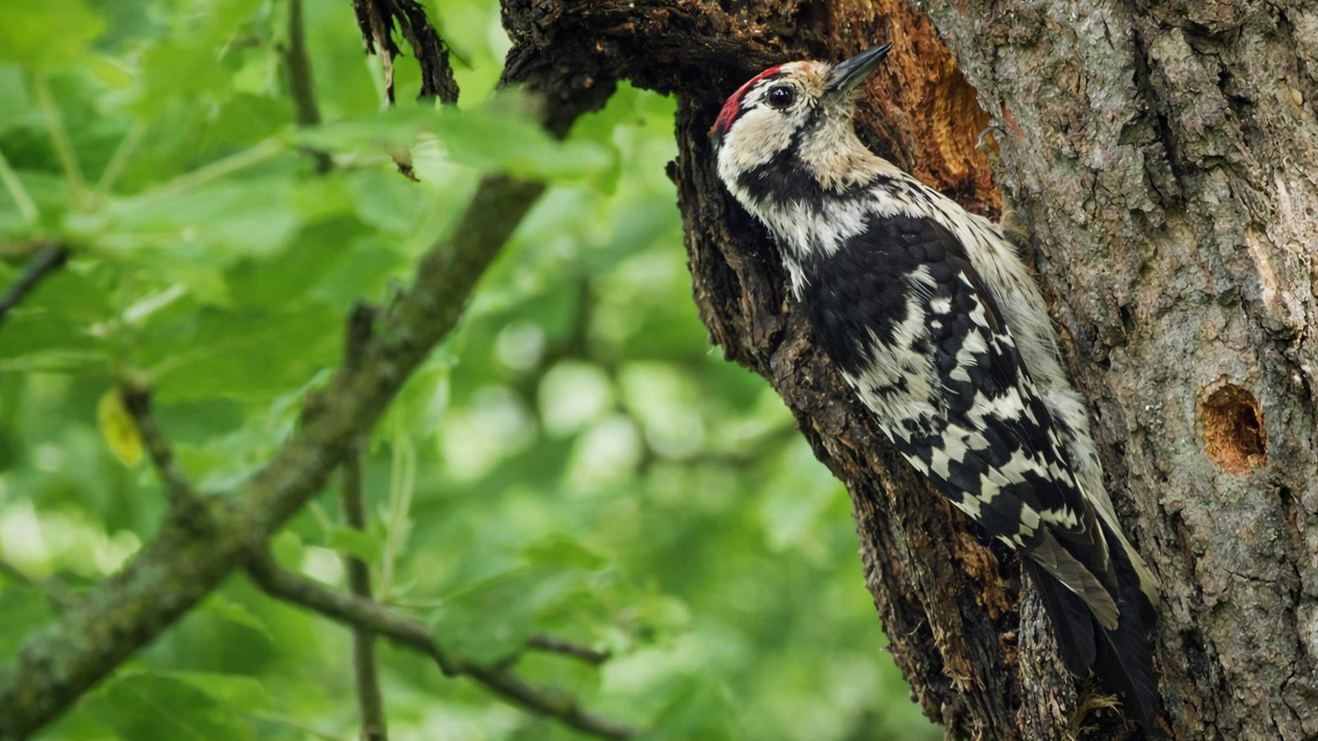 Ten pták netušil, že ho sleduji