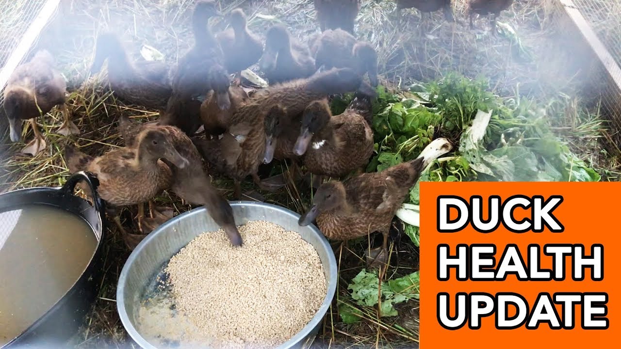 First-generation farmer provides a critical update on recent duck health