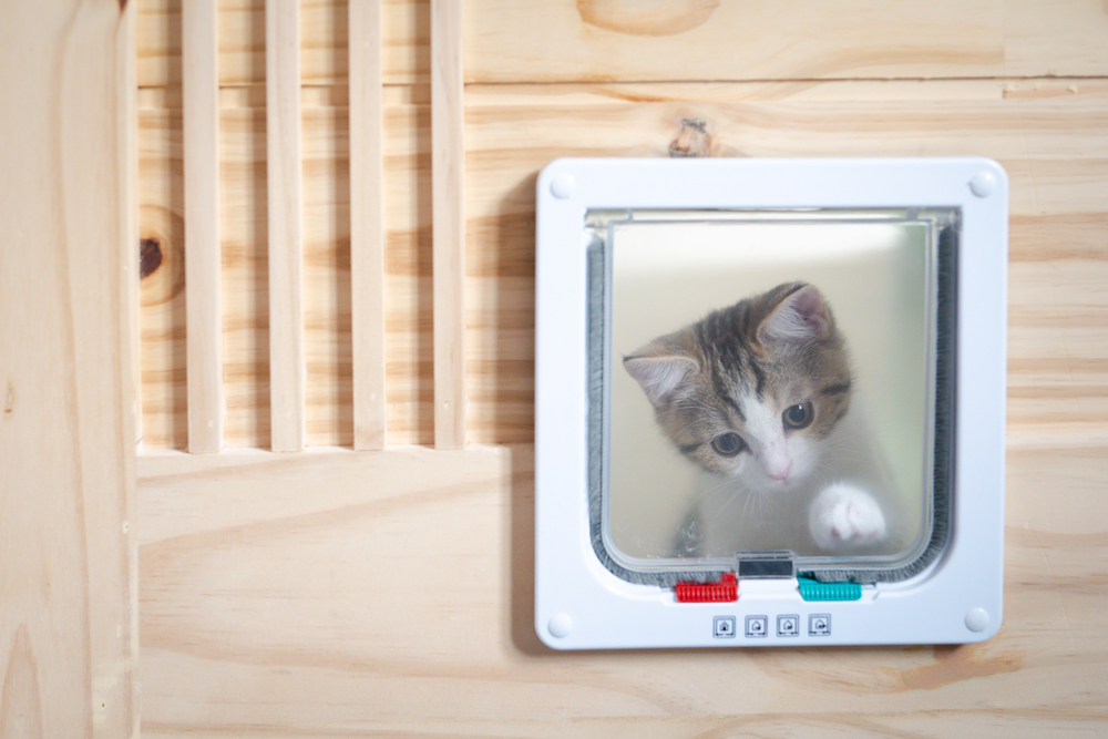 Image showcasing Pet-friendly décor ideas for modern homes