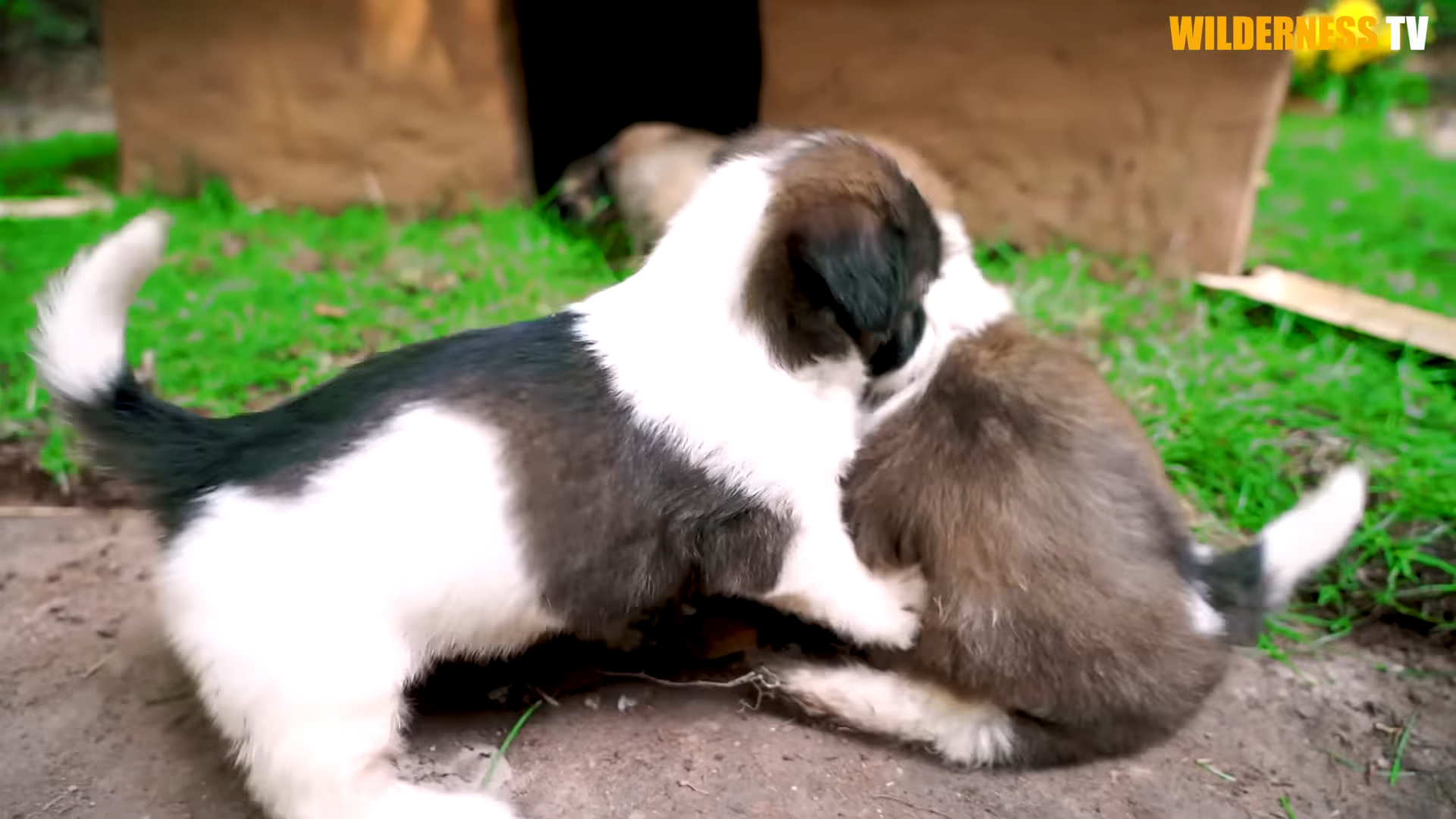 Cold, Newborn Rescued Puppies Finally Safe in a Warm Mud Shelter