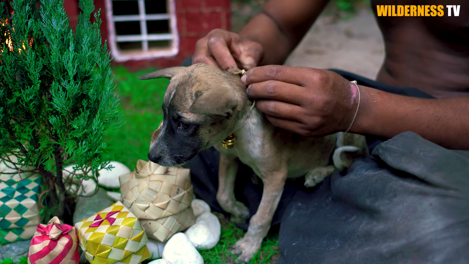 Poor little puppies rescued and given a secure home for Christmas