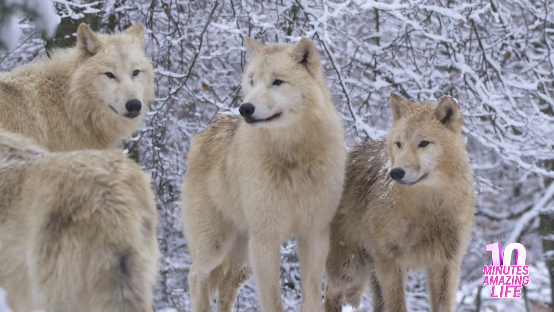 Arctic wolves pause after sensing distant movement