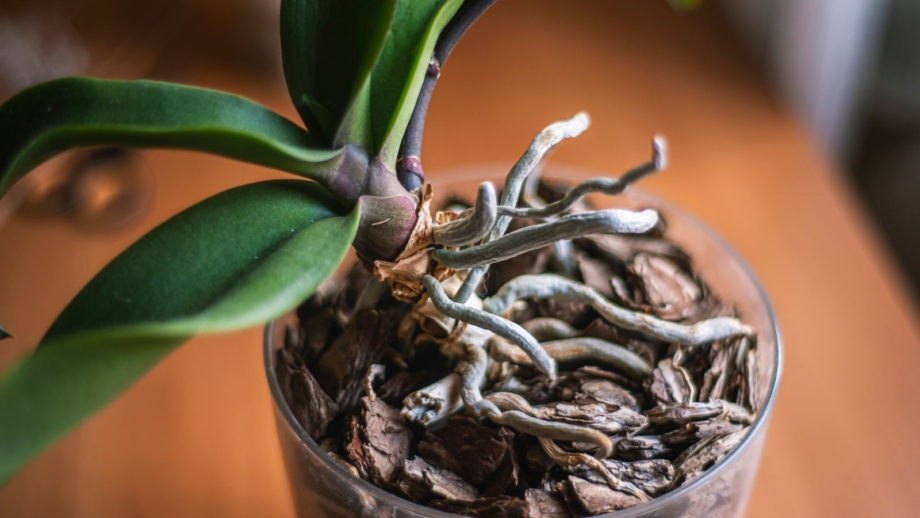 A visual guide to healthy orchid roots