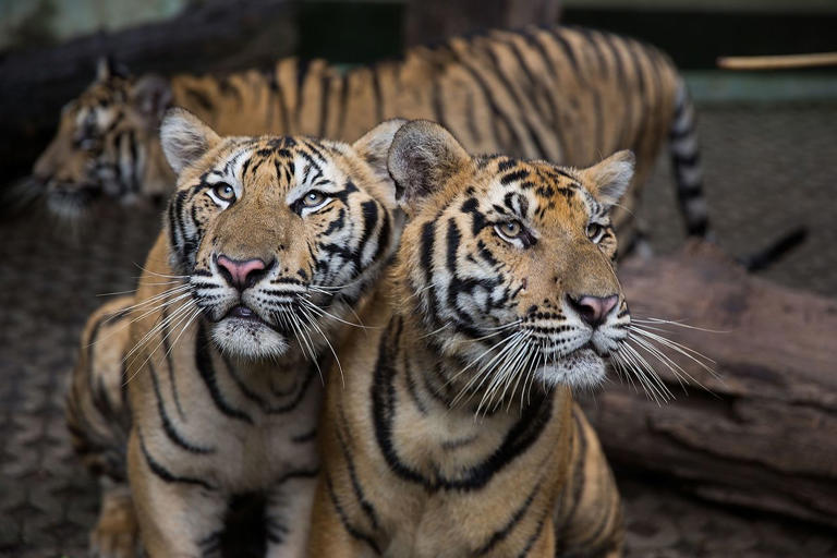 72 tigers dead after lethal virus outbreak at tourist parks across Thailand