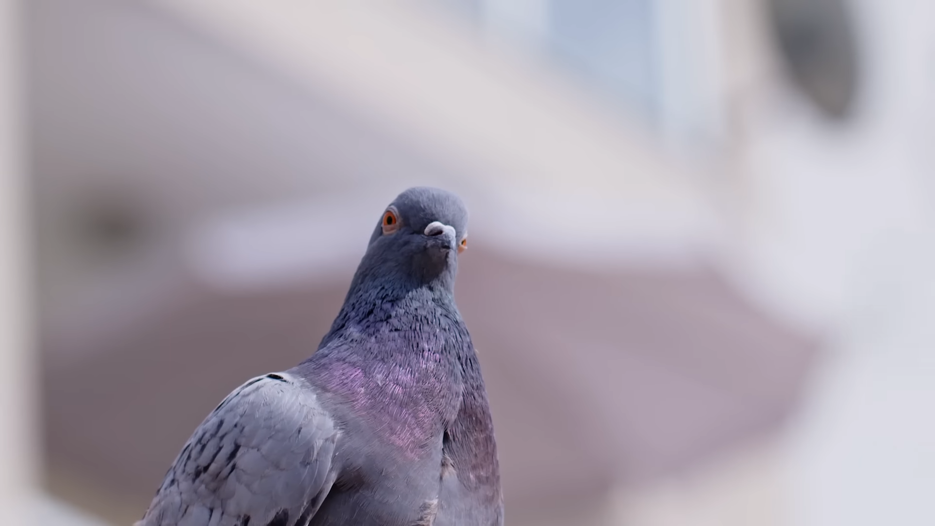 This animal has a built-in compass - and scientists still can’t fully ...