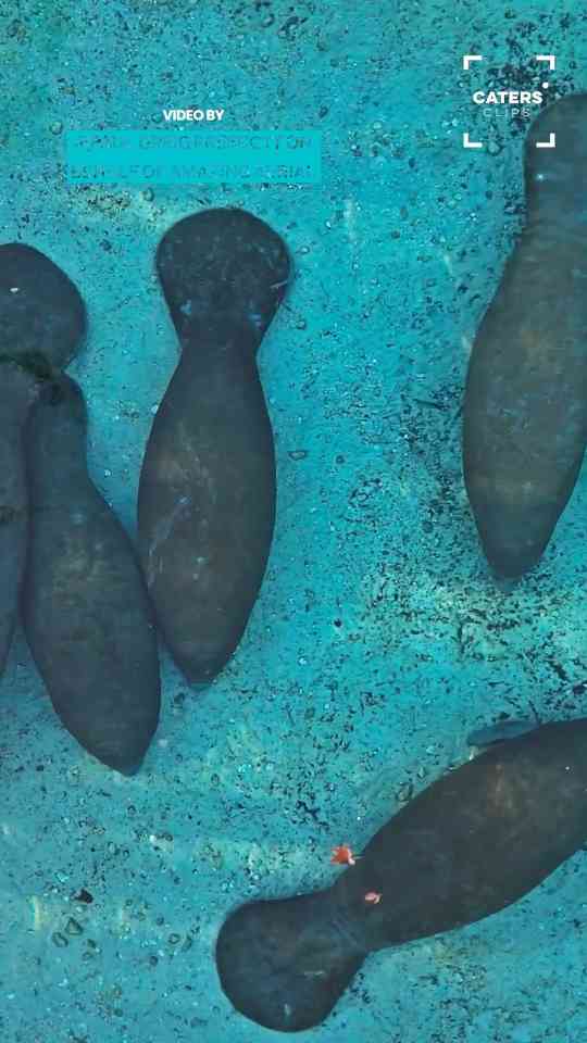 Mesmerising Drone Footage Reveals Huge Manatee Migration in Florida