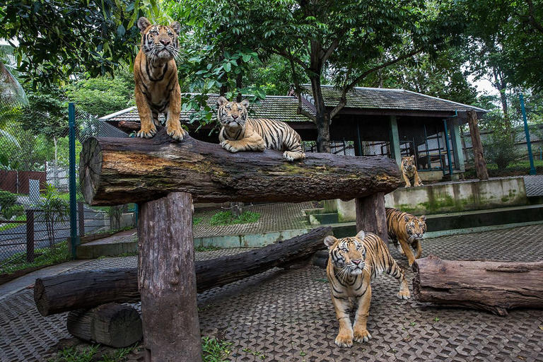 72 tigers dead after lethal virus outbreak at tourist parks across Thailand