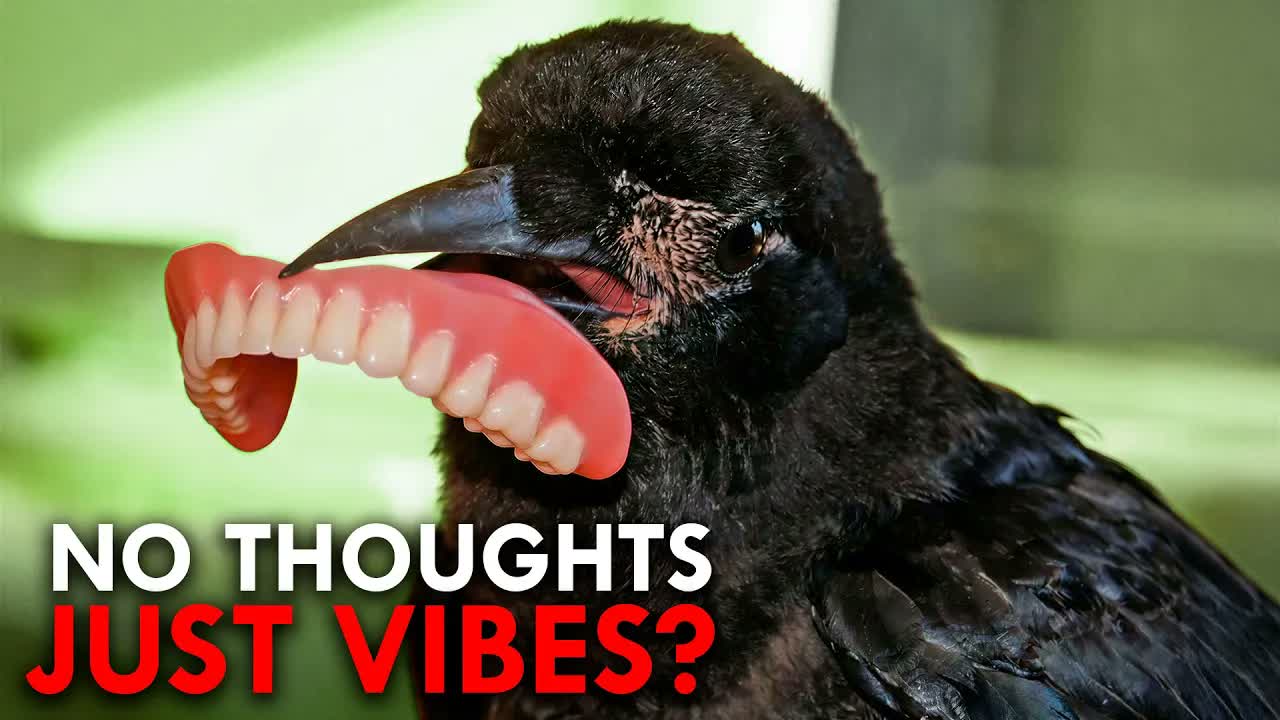 Are crows as intelligent as scientists now believe?