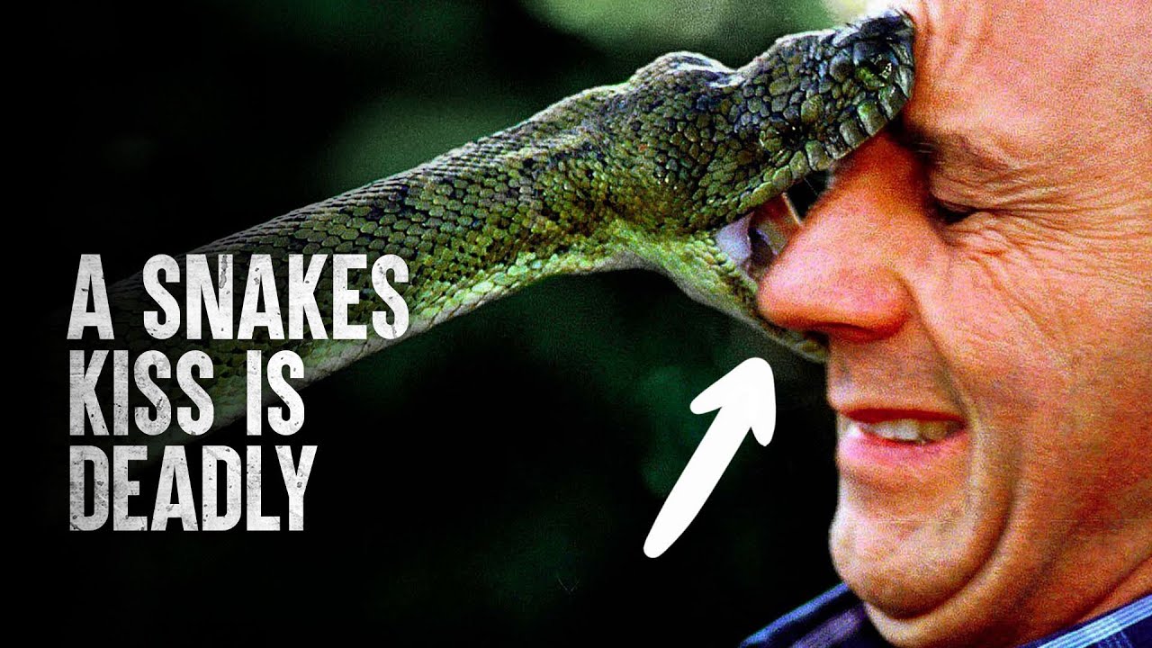6 snake attacks you won’t believe happened