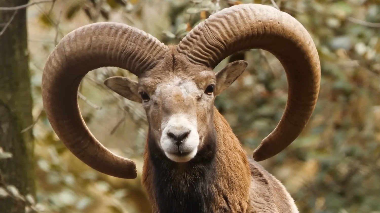 He grabbed a wild ram by the horns to set it free