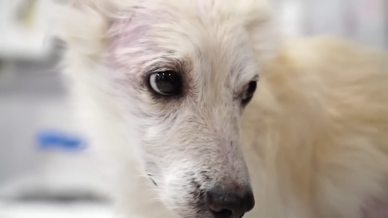 Watch how a dog left to rot in a garage finds a new life