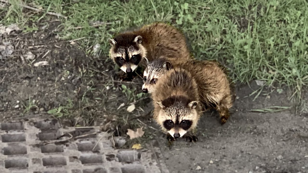 Discovery of three abandoned baby raccoons in the farm woods