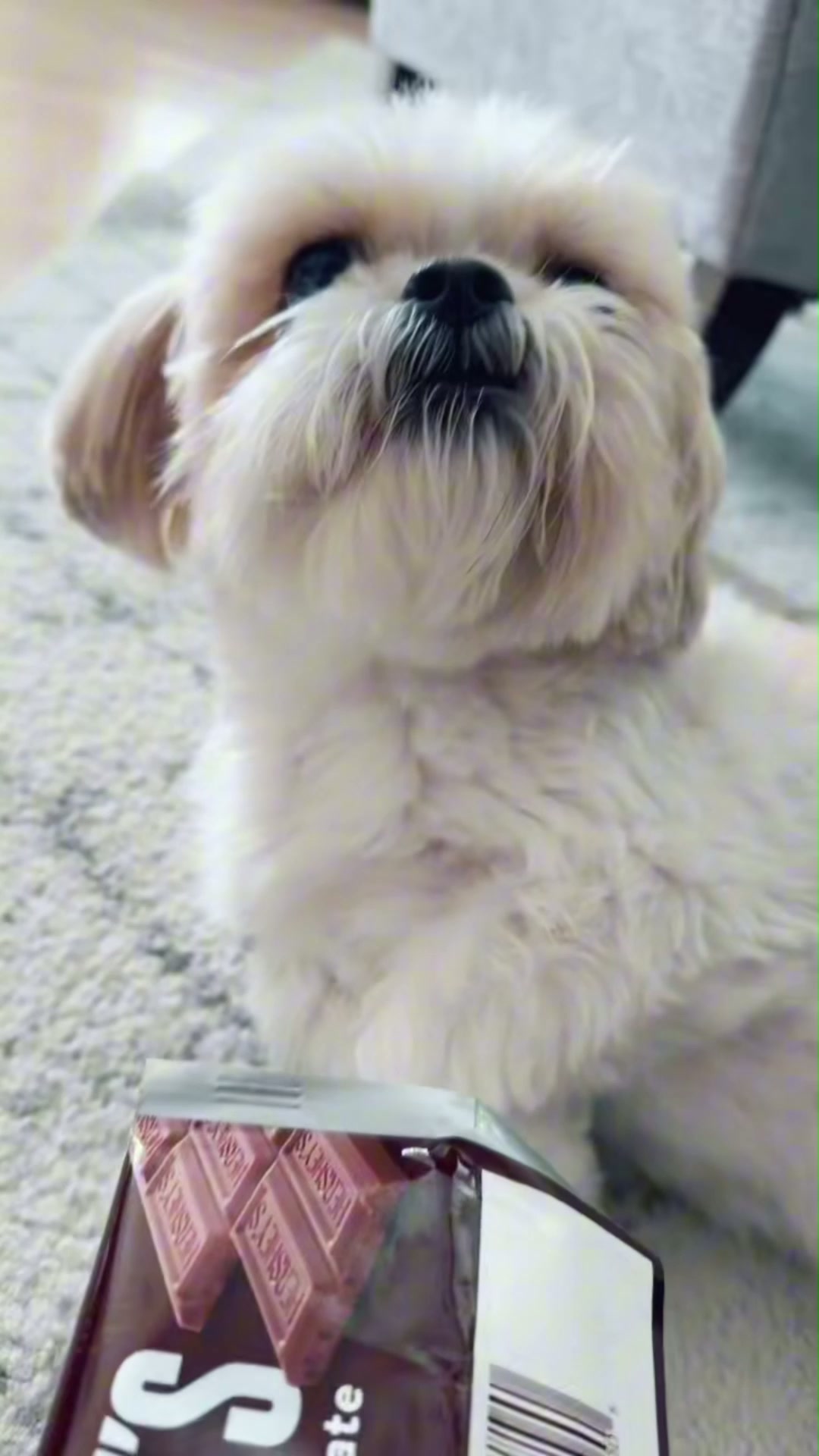 Just another day with my adorable dog