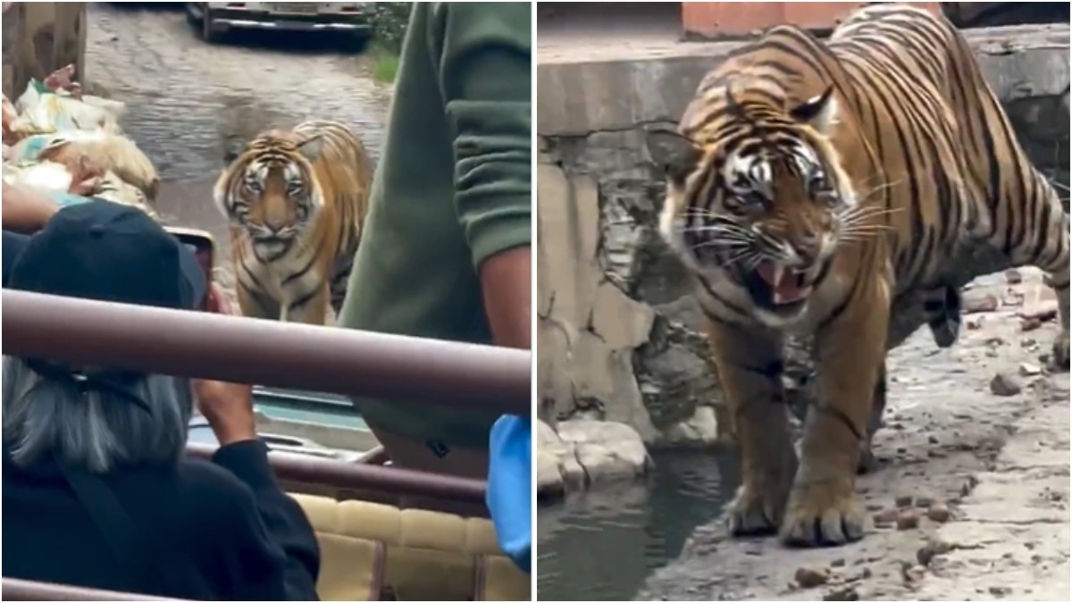 Video shows tiger swarmed by safari vehicles in Ranthambore, sparks concern