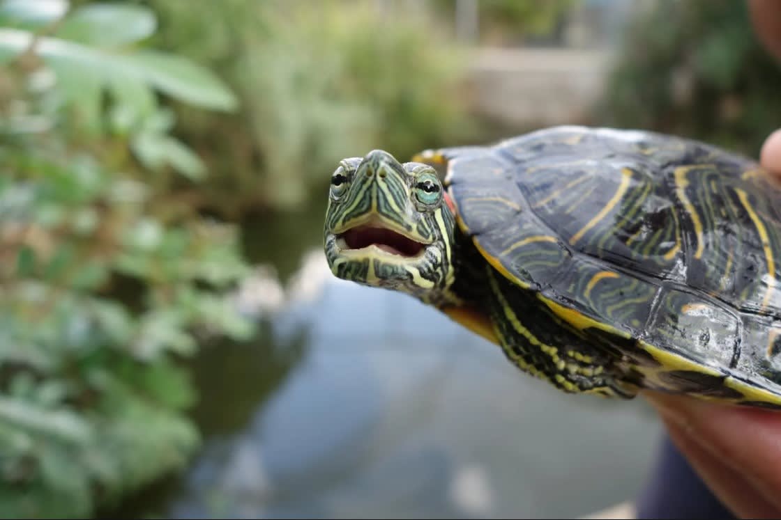Turtles’ brains shed light on evolutionary developments dating back ...