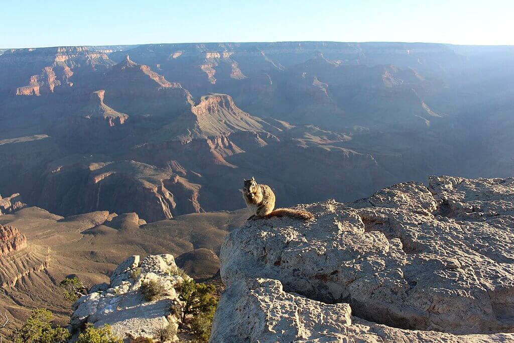 Alarming Discovery in the Grand Canyon Challenges a Century of Silence