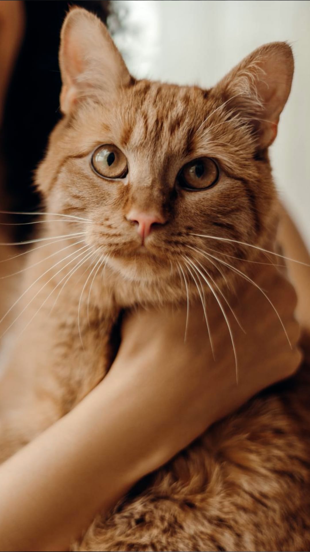 Photo inspiration: Fresh Look at Cats May Be The Key To Revolutionizing Cancer Treatment