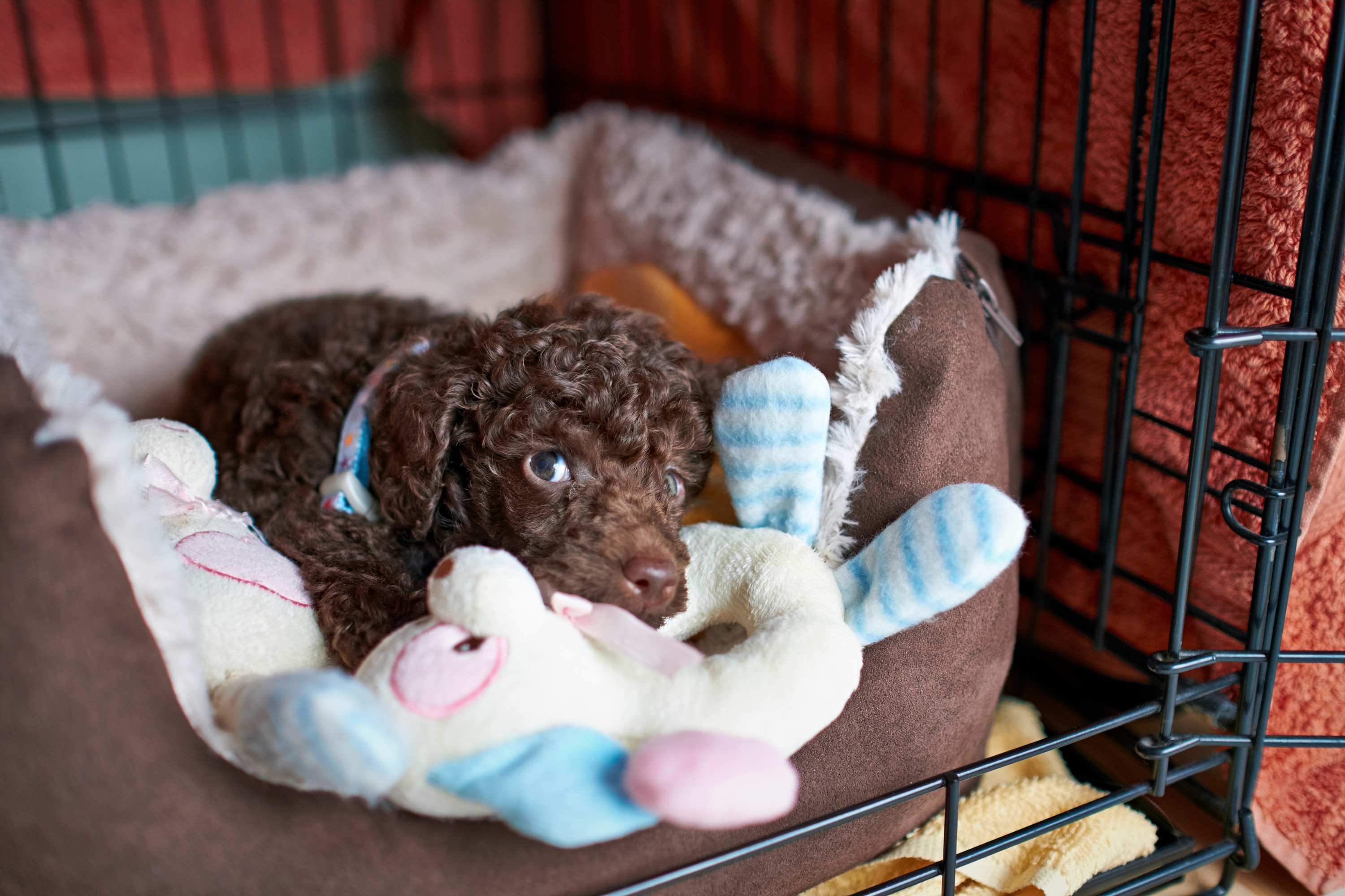 Cockapoo puppy put to bed in tiny crate, owner quickly realizes her mistake