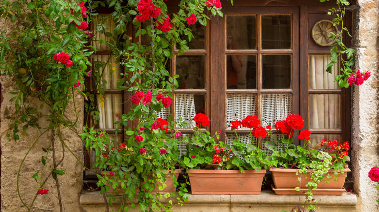 In-ground or in containers: How to choose the best place to plant roses