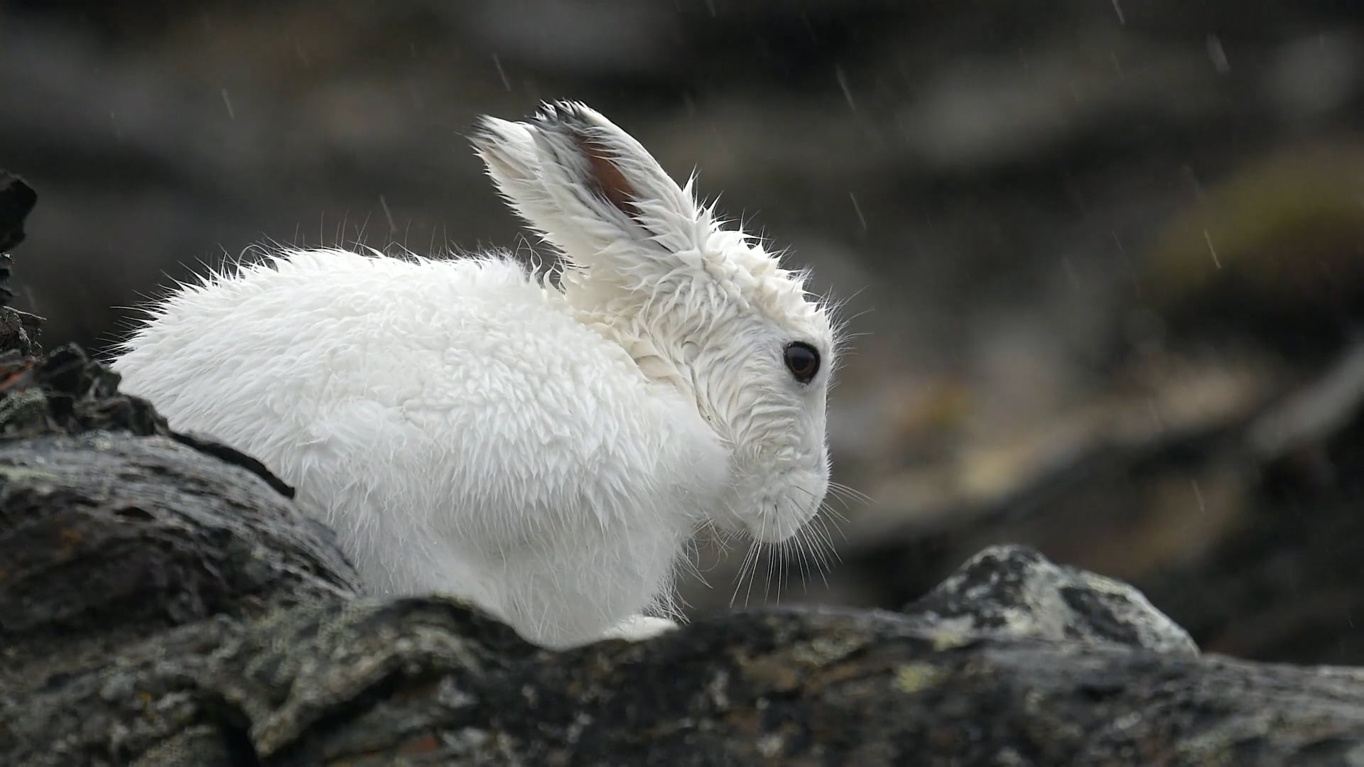 Close-up views of the snowshoe hare, famous for its changing fur color