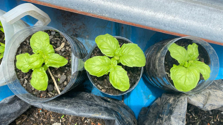 The lesser-known basil variety you can grow at home