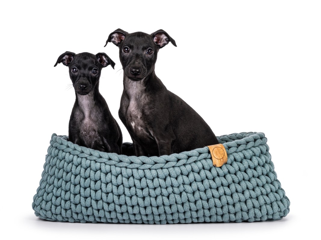 Two Italian greyhounds holding hands will melt your heart