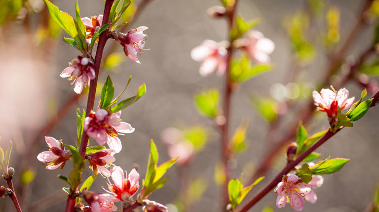 Grow this peach tree variety for delicious fruit & stunning spring blooms