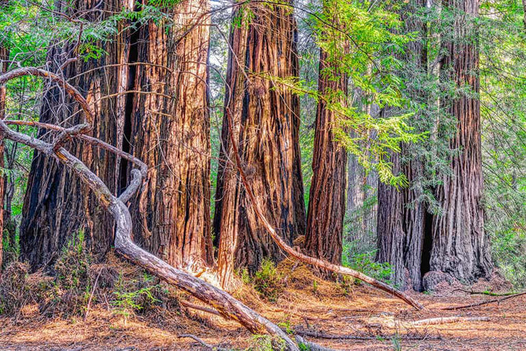 Why these hidden hiking spots make Santa Cruz way more than just a ...